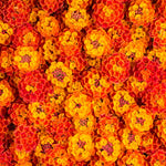 Orange Lantana Live Plants - Perennial Flowering Outdoor Plant 4-8''