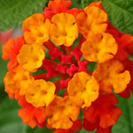 Orange Lantana Live Plants - Trailing Variety - Outdoor &amp; Indoor Planting