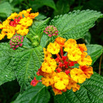 Trailing Lantana Plants Live - 3 Pack Orange Flowers - 5-7 Inch Tall for Outdoor Gardening
