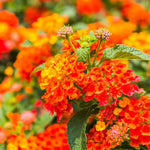 Orange Lantana Plant - 4-8 Inch Height - Bright Blooms