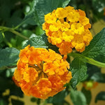 Orange Lantana Plant Live - 6-9 Inch Tall - Fragrant Outdoor Butterfly Perennial Flowers