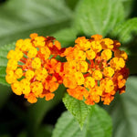 Orange Lantana Plant Live - 6-9 Inch Tall - Fragrant Outdoor Butterfly Perennial Flowers