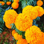 Marigold Plants Live - 3 Starter Orange Flowers - Garden Ready