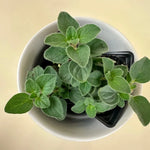 Oregano Plants Live - 2 Well Rooted Herb Plants 3-5 Inch Tall - Outdoor Garden Growing