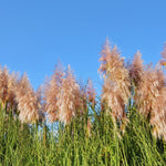 Pink Pampas Grass Plants - Live Ornamental Grass, 5-8 Inches, Zone 7-11