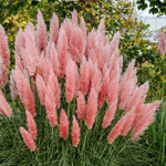 Pink Pampas Grass Plants - Live Ornamental Grass, 5-8 Inches, Zone 7-11