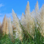 Ornamental Grass Live Plants - 3 White Pampas Grass Plants Zone 7-11