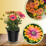 4 Osteospermum Flower Plants Live - Orange Daisy, 4 Inch Potted Perennial Flowers