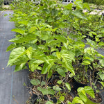 Mulberry Tree Live Plant, Pakistan Variety, 24-36 Inch Size - Fast Growing