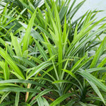 Pandan Plant - 8-10 Inch Aromatic Herb - Culinary &amp; Ornamental