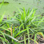 Pandan Plant - 8-10 Inch Aromatic Herb - Culinary &amp; Ornamental