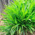 Pandan Plant Live Indoor Herb - 4 to 6 Inch Tall Succulent Plant