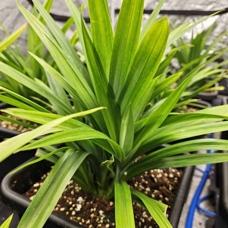 2 Pandan Plants Live Well Rooted - 5 Inch Indoor Outdoor Plant