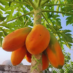Papaya Tree Live Plant - 24 to 36 Inch Tall Papaya Fruit Tree