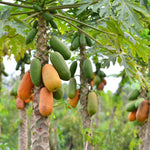Papaya Tree Starter Plant - 5-8 Inches Tall - Tropical Fruit Tree