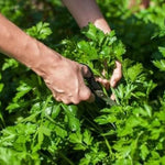 Parsley Live Plants - 4 Pack Starter Plants, Fresh Herbs for Indoor &amp; Outdoor Growing