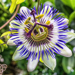 Passion Flower Vine Plant - 5-7 Inch Passiflora Blue Flowering Vine