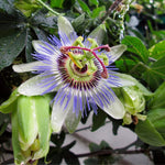 Passion Flower Vine Plant - 5-7 Inch Passiflora Blue Flowering Vine