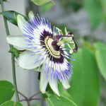 Passion Flower Vine Plant - 5-7 Inch Passiflora Blue Flowering Vine