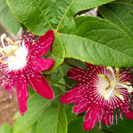 Passion Flower Vine Plant Lady Magaret - 5-7 Inch Tall Climbing Vine