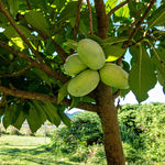 Pawpaw Tree Live Plant - Hardy Fruit Tree - 8-12 Inches - Garden &amp; Patio