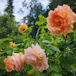 Peach Rose Plant Live Miniature Bush - 2.5 Inch Pot Flower Plant
