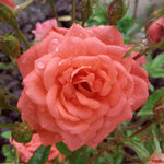 Peach Rose Plant Live Miniature Bush - 2.5 Inch Pot Flower Plant