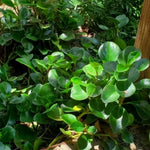 Peperomia Plant - Live Potted Tropical Plant - 3.5 Inch - Indoor/Outdoor