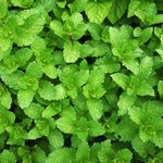 Peppermint Plant Live - Mint Herb Plant 4-7 Inches - Outdoor Planting