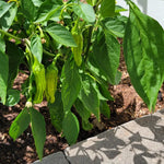 Pepperoncini Pepper Plant 2.5 Inch Pot Vegetable Plant