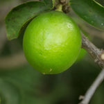 Persian Lime Tree - 2 to 3 Feet Citrus Tree
