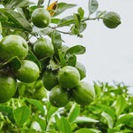 Persian Lime Trees Live Plants 2-3 Feet Tall 1 Gallon Pot No Shipping to CA