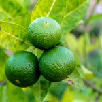 Persian Lime Trees Live Plants 2-3 Feet Tall 1 Gallon Pot No Shipping to CA