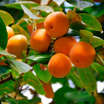 Persimmon Tree Live Plant - 3 Gallon Pot - Outdoor Planting