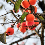 Persimmon Tree Live Plant - American Persimmon Fruit Tree Rooted 6-12''