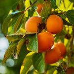 Persimmon Tree Live Plant - American Persimmon Fruit Tree Rooted 6-12''