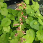 Piggyback Plant in 4" Pot Live Indoor Houseplant Lush Green Foliage Easy-Care