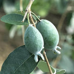Pineapple Guava Live Plant - Garden Guava Fruit Tree 4-8 inch