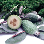 Pineapple Guava Live Plant - Garden Guava Fruit Tree 4-8 inch