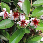 Pineapple Guava Live Plant - Tropical Guava Fruit Tree - 4-8 Inches Ready to Grow