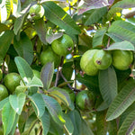 Pineapple Guava Plant Tropical Fruit Tree - 4-6 Inch Sapling