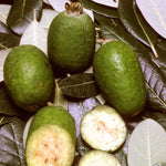 Guava Tree Live Plant - Pineapple Guava Tree - Tropical Fruit Tree - Garden Ready