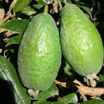 Guava Tree Live Plant - Pineapple Guava Tree - Tropical Fruit Tree - Garden Ready