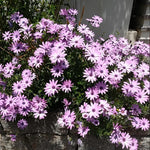 2 Pink African Daisy Osteospermum Plants Live - 4 Inch Potted Garden Annual