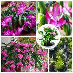 Christmas Cactus Live Plant 4 Inch Pot Holiday Indoor Blooms