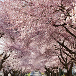 Pink Flowering Cherry Tree - Light Pink Cherry Blossom Plant Live 6-10 Inches