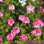 Pink Geranium Plants Live - 3 Starter Plants - Flower Garden - No Pot