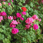 Pink Geranium Plants Live - 3 Starter Plants - Flower Garden - No Pot