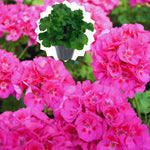 Pink Geranium Plants Live Set of 3 Flowering Plants 5-7 Inch Starter Plants