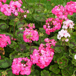 Pink Geranium Plants Live Set of 3 Flowering Plants 5-7 Inch Starter Plants